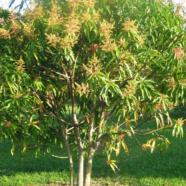 Maha Chanok