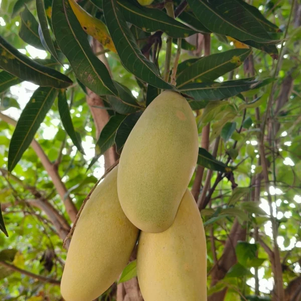 Mallika
