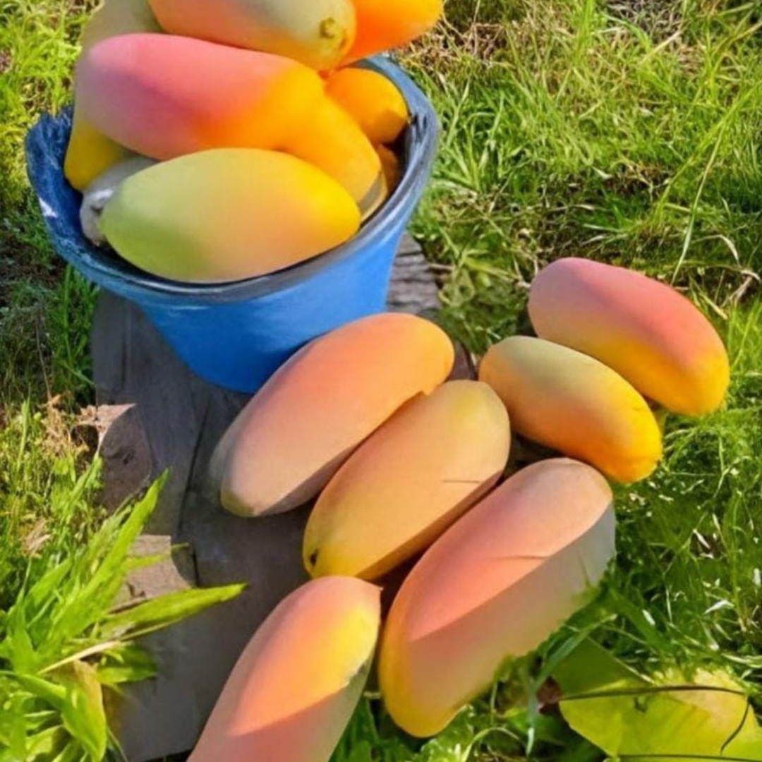 Freshly harvested, colorful mangoes with shades of pink, yellow, and orange, both in a bucket and on the ground, representing a rich fruit yield.