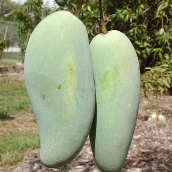 Brahm Kai Meu