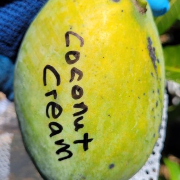 Delicious Coconut Cream mango, a vibrant yellow-green fruit, marked for identification.