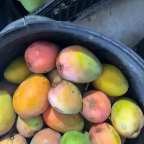 Fresh, colorful mangoes in a black bucket, displaying a mix of yellow, orange, red, and green hues.